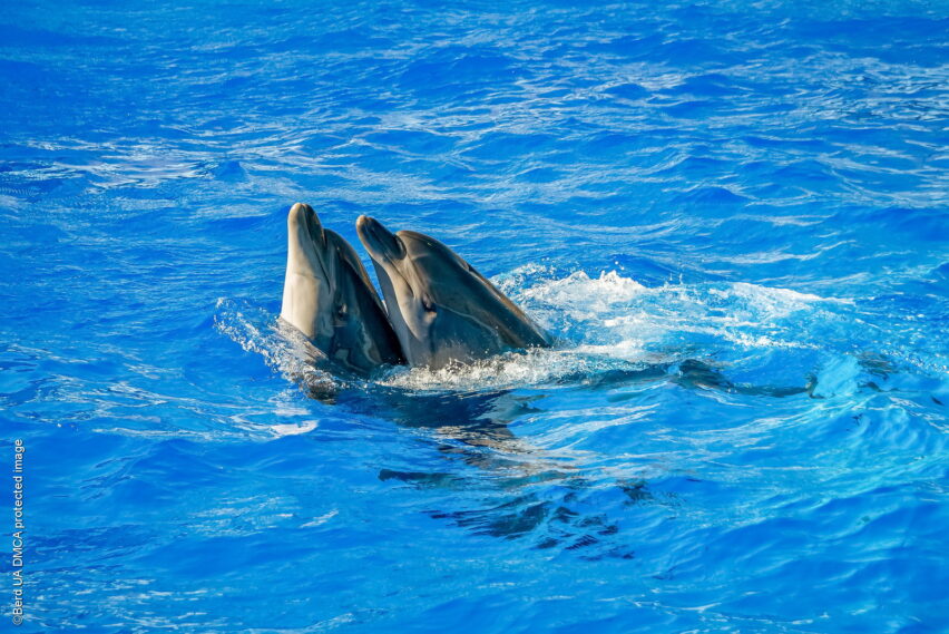 Дельфины в бассейне «Немо»